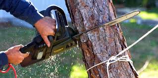 Best Root Management and Removal  in Freeland, PA