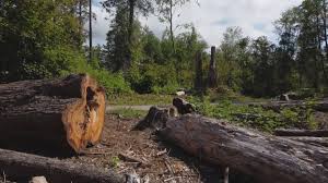 Best Tree Cabling and Bracing  in Freeland, PA