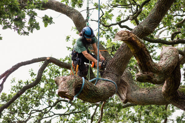 Best Tree Health Inspection  in Freeland, PA