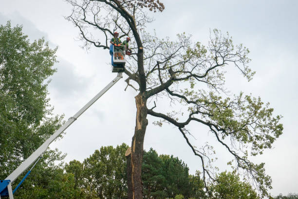 Best Seasonal Cleanup (Spring/Fall)  in Freeland, PA