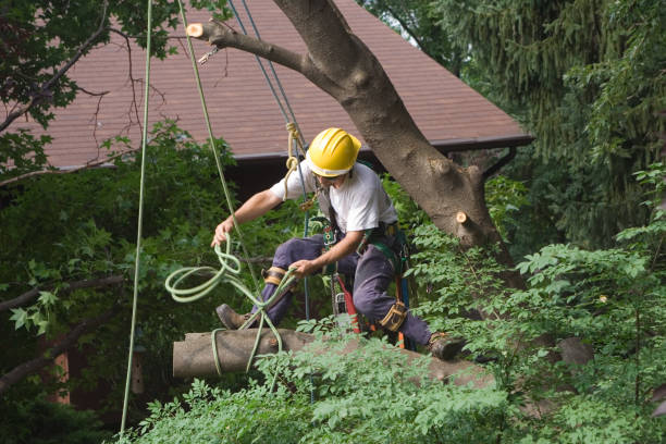 Best Lawn Irrigation Installation and Maintenance  in Freeland, PA