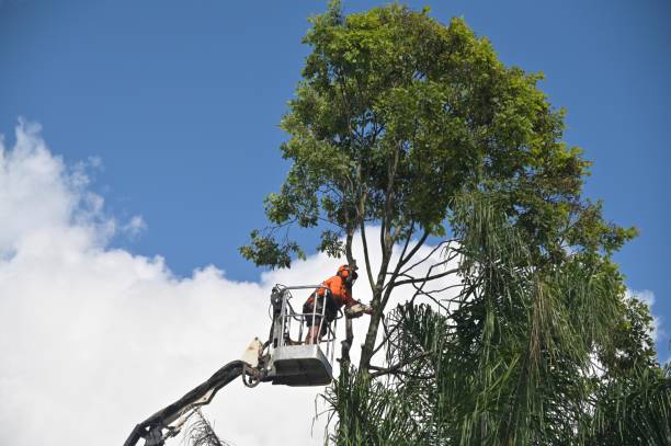 Best Palm Tree Trimming  in Freeland, PA