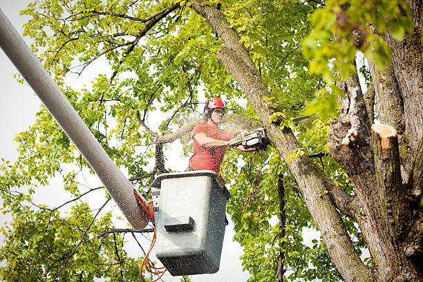 Professional Tree Care in Freeland, PA