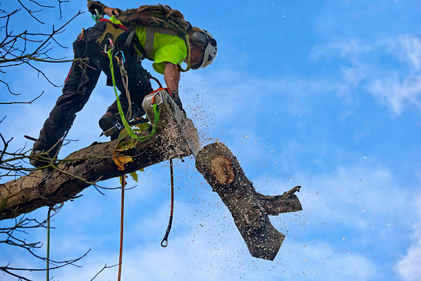 Best Stump Grinding and Removal  in Freeland, PA