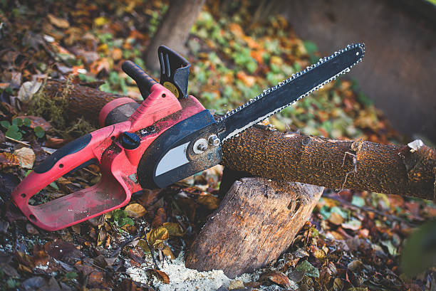Best Tree Mulching  in Freeland, PA