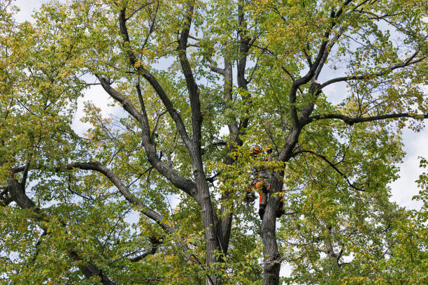 Best Tree Preservation Services  in Freeland, PA